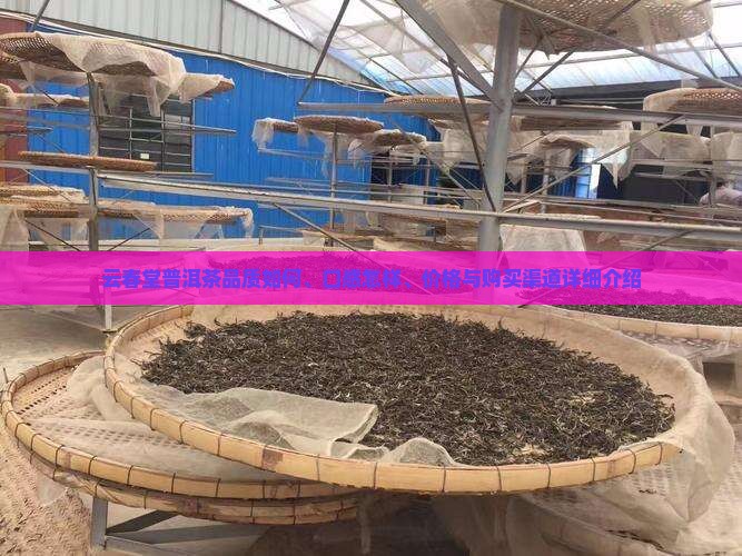 云春堂普洱茶品质如何、口感怎样、价格与购买渠道详细介绍
