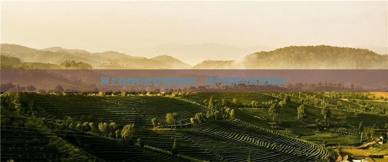 网上有性价比好普洱茶好，牌子推荐与购买攻略！