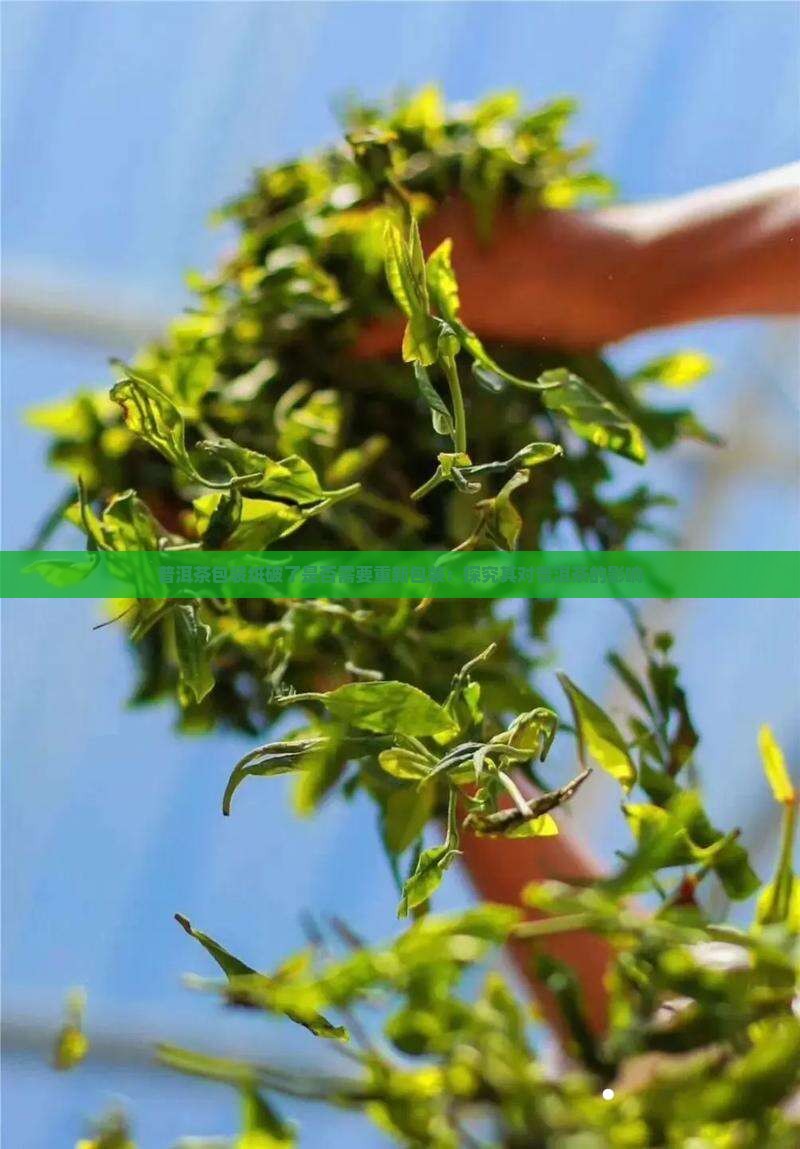 普洱茶包装纸破了是否需要重新包装：探究其对普洱茶的影响