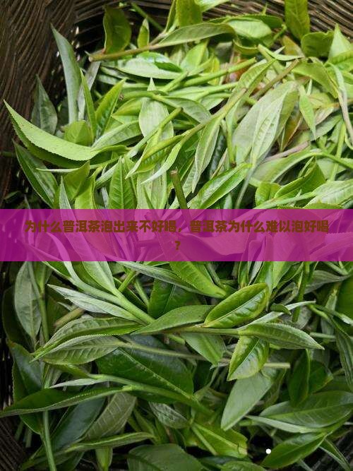 为什么普洱茶泡出来不好喝，普洱茶为什么难以泡好喝？