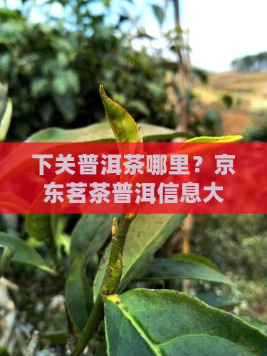 下关普洱茶哪里？京东茗茶普洱信息大