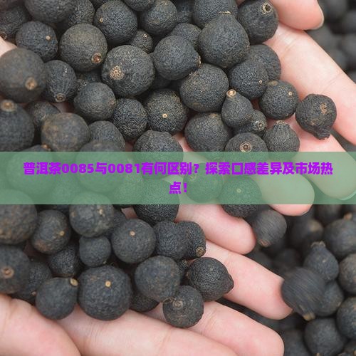 普洱茶0085与0081有何区别？探索口感差异及市场热点！