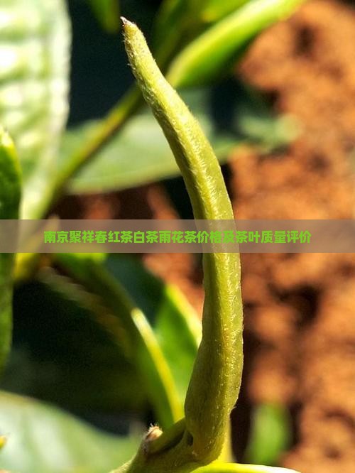 南京聚祥春红茶白茶雨花茶价格及茶叶质量评价