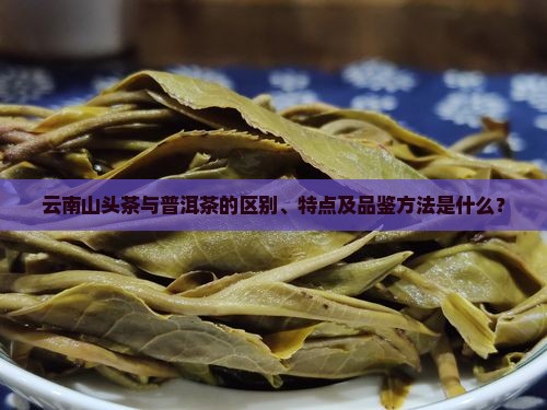 云南山头茶与普洱茶的区别、特点及品鉴方法是什么？