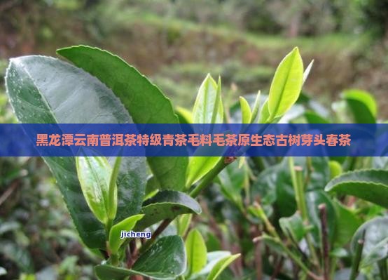 黑龙潭云南普洱茶特级青茶毛料毛茶原生态古树芽头春茶