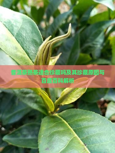 普洱茶熟茶适合珍藏吗及其珍藏原因与百度百科解析
