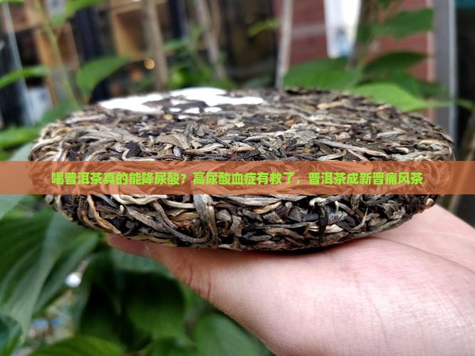 喝普洱茶真的能降尿酸？高尿酸血症有救了，普洱茶成新晋痛风茶