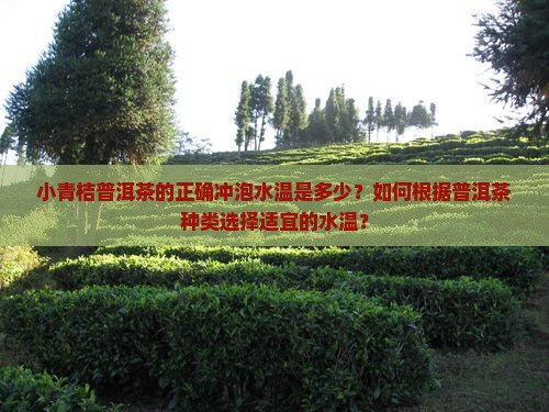 小青桔普洱茶的正确冲泡水温是多少？如何根据普洱茶种类选择适宜的水温？