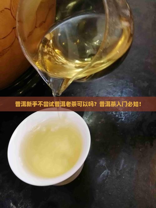 普洱新手不尝试普洱老茶可以吗？普洱茶入门必知！