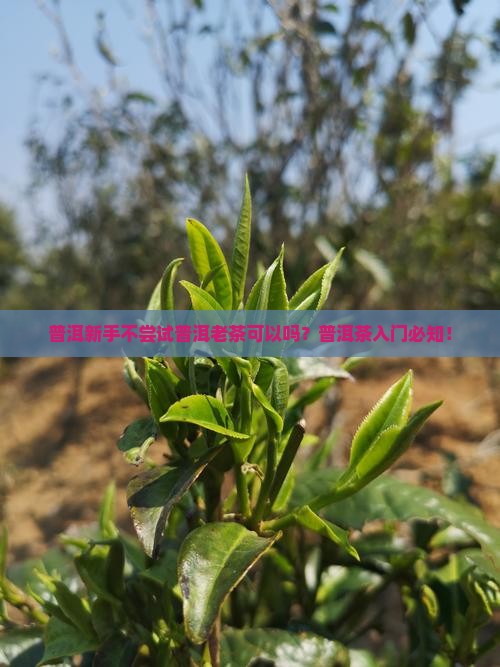 普洱新手不尝试普洱老茶可以吗？普洱茶入门必知！