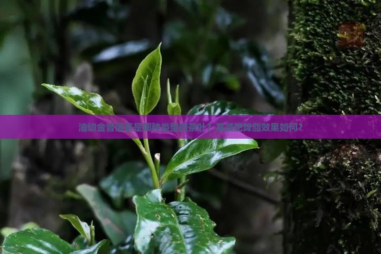 油切金普洱茶是哪种类型的茶叶？其减肥降脂效果如何？