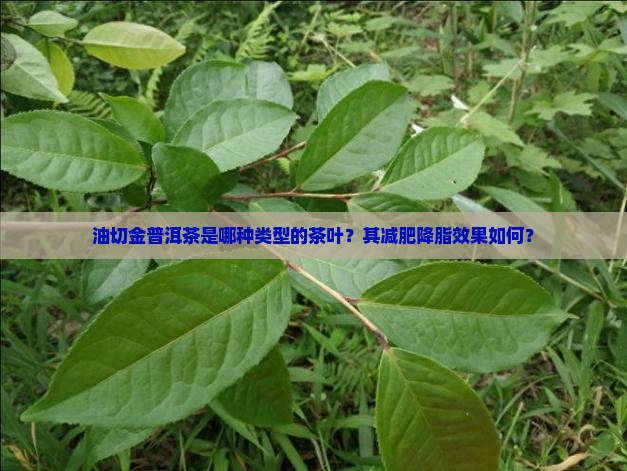 油切金普洱茶是哪种类型的茶叶？其减肥降脂效果如何？