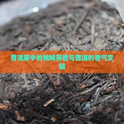 普洱茶中的独特茶香与普洱的香气交融
