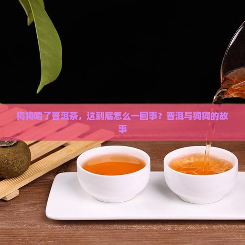 狗狗喝了普洱茶，这到底怎么一回事？普洱与狗狗的故事