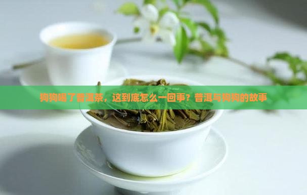 狗狗喝了普洱茶，这到底怎么一回事？普洱与狗狗的故事