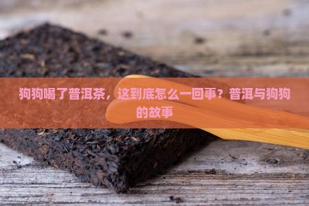 狗狗喝了普洱茶，这到底怎么一回事？普洱与狗狗的故事