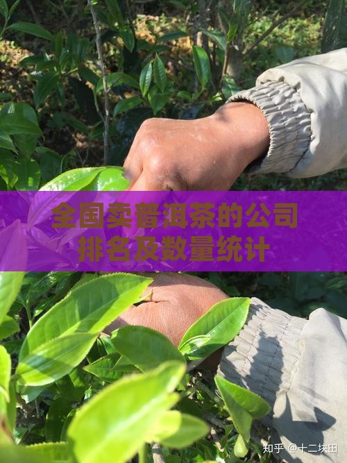 全国卖普洱茶的公司排名及数量统计