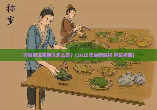 古树普洱茶团队