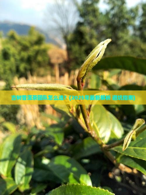 古树普洱茶团队