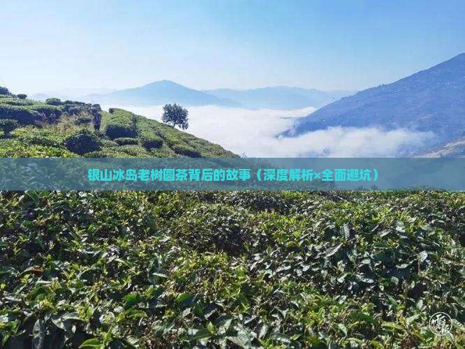 银山冰岛老树圆茶