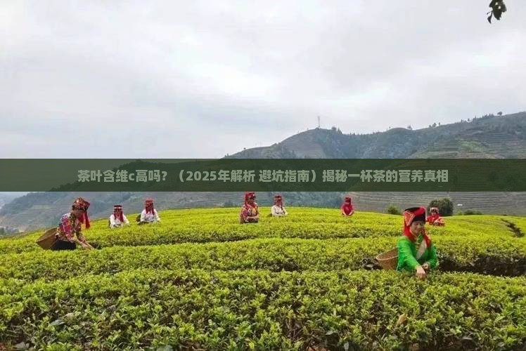 茶叶含维c高吗