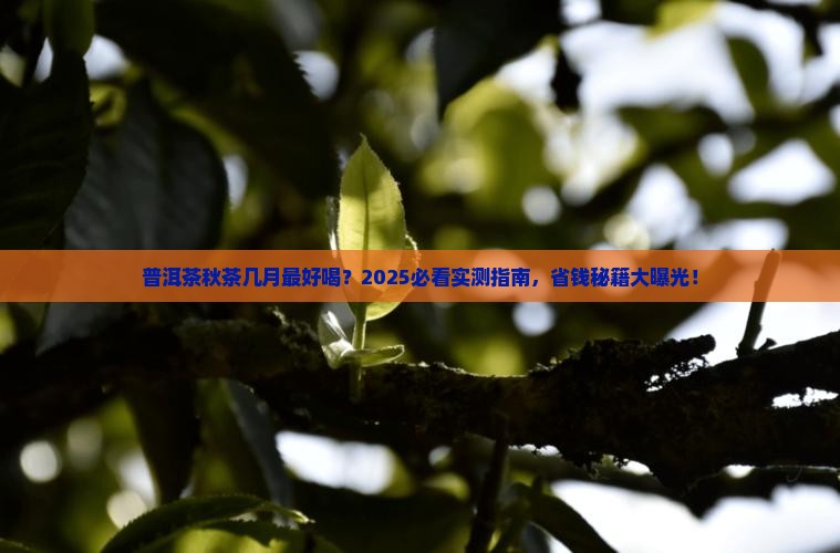 普洱茶秋茶几月比较好