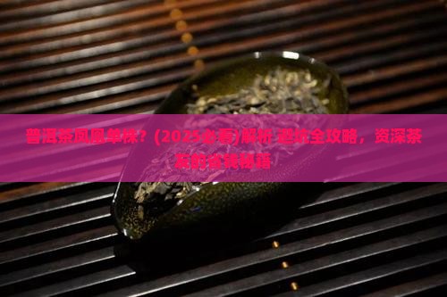 普洱茶凤凰单株