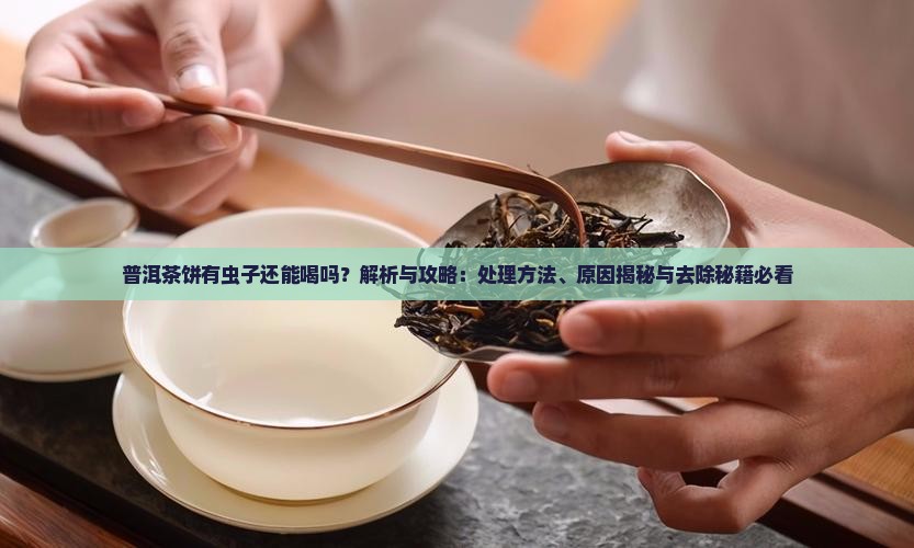普洱茶饼有虫子