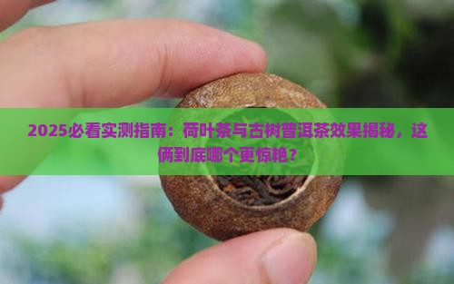 荷叶茶的效果古树普洱茶怎么样
