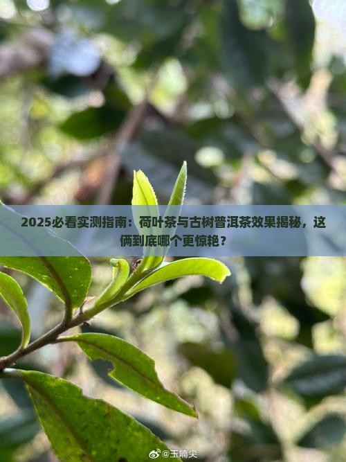 荷叶茶的效果古树普洱茶怎么样