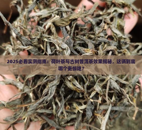 荷叶茶的效果古树普洱茶怎么样