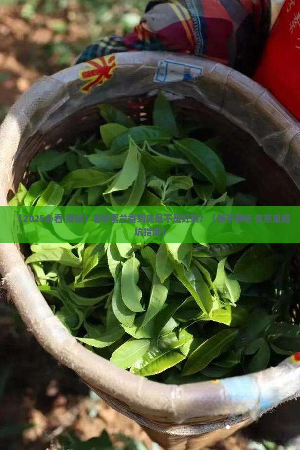 老枞蜜兰香是什么茶