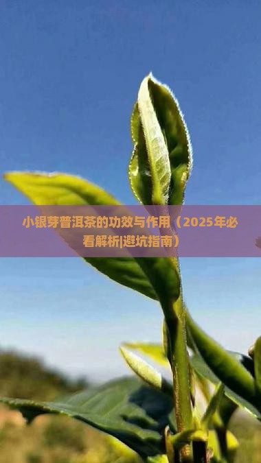 小银芽普洱茶的功效与作用