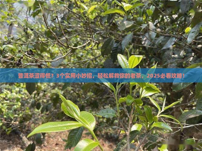 老普洱茶很涩怎么办