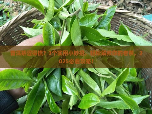 老普洱茶很涩怎么办