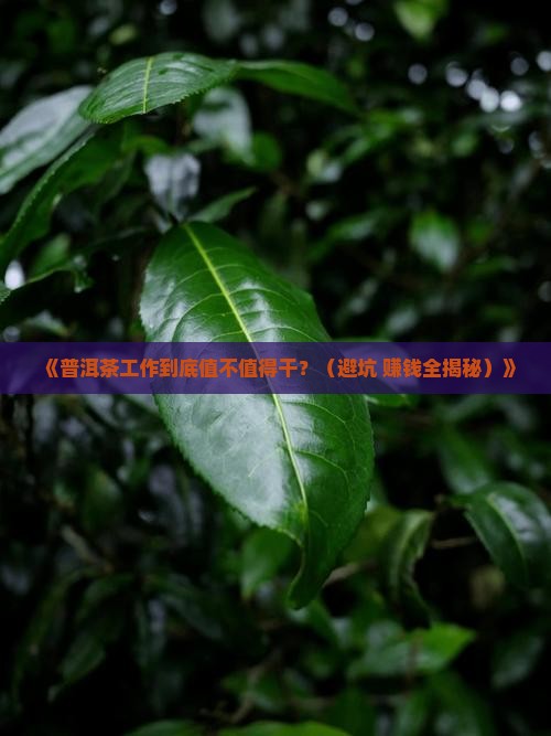 普洱茶工作怎么样