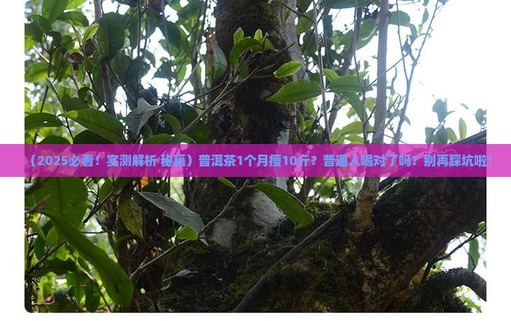普洱茶1个月瘦10斤