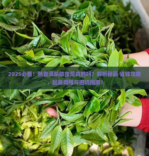 熟普洱茶为什么能防止生虫