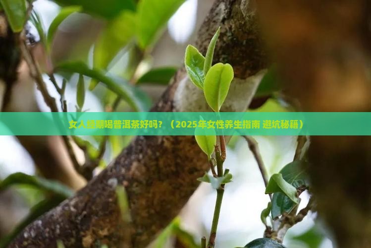 女人经期喝普洱茶好吗