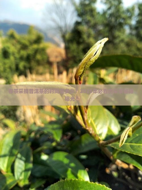 春茶采摘普洱茶的时间是多少