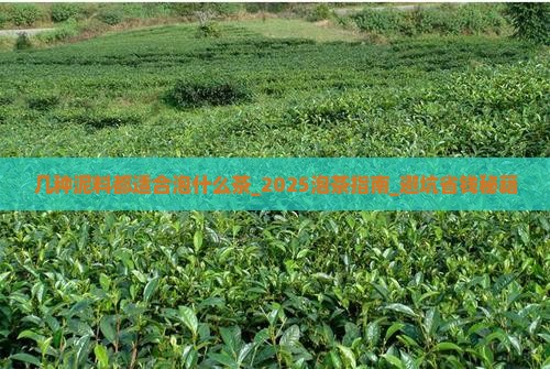 几种泥料都适合泡什么茶