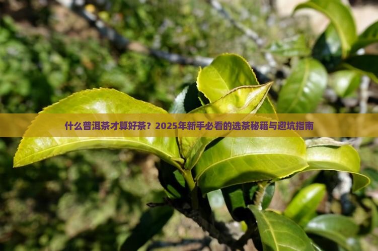 什么普洱茶才算好茶 什么普洱茶才算好茶