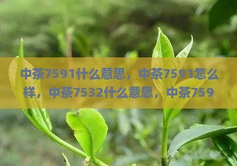 中茶7591什么意思