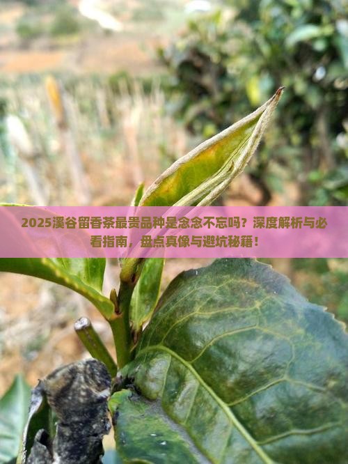 溪谷留香最贵的茶是念念不忘吗