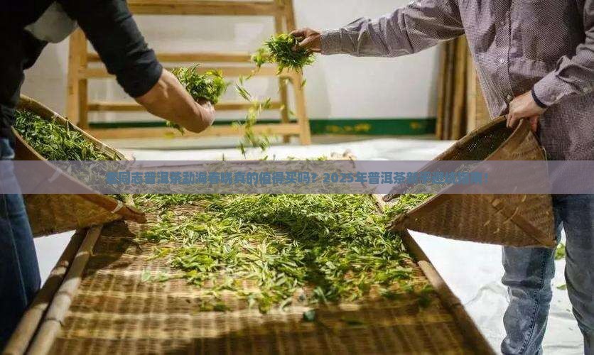 老同志普洱茶勐海春晓