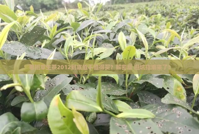 老班章生茶2012
