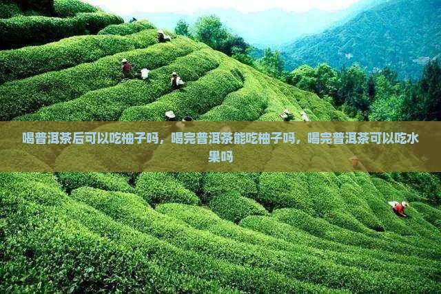 喝普洱茶后可以吃柚子吗