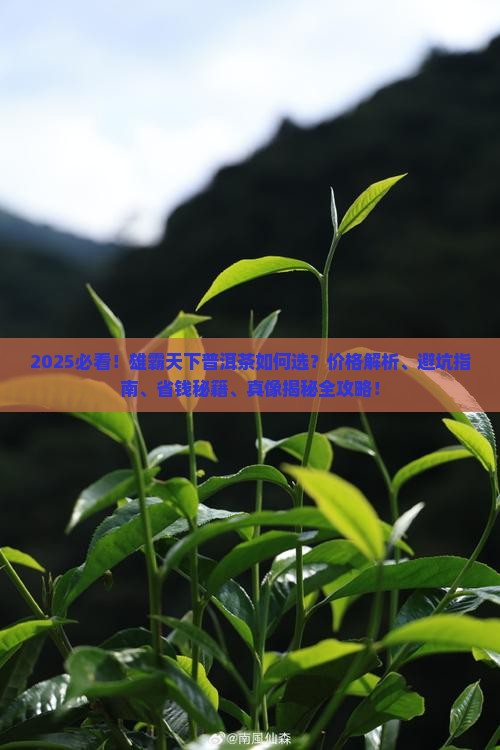 雄霸天下普洱茶