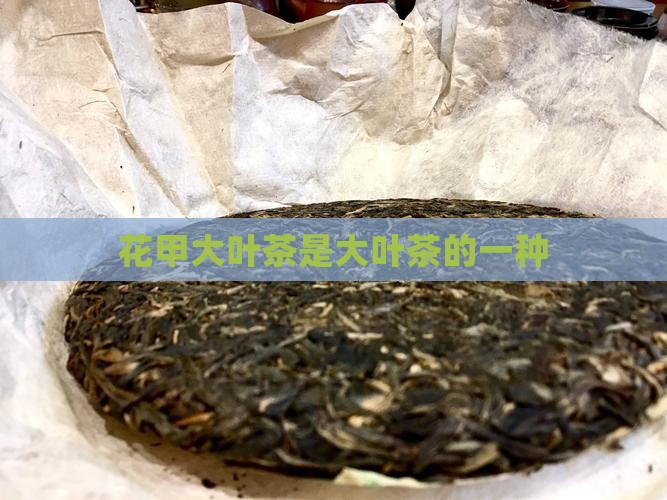 花甲大叶茶是什么茶