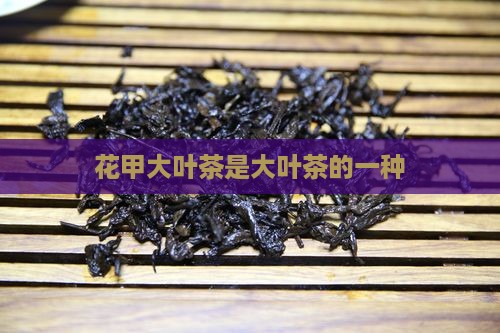 花甲大叶茶是什么茶